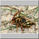 Nomada lathburiana - Wespenbiene 04b 10mm Paarung.jpg